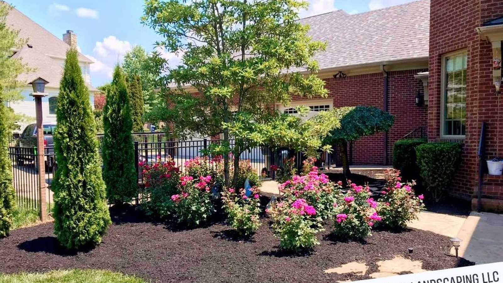 A finished front planting bed at a brick house — layered evergreens, pink flowering shrubs and fresh dark mulch, edged against a mown lawn.